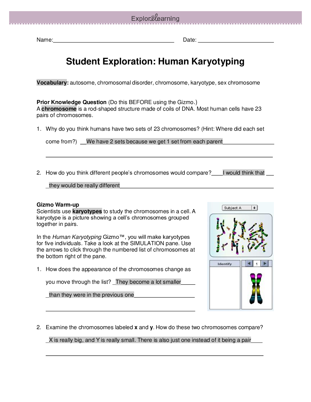Preview image of STUDENT EXPLORATION : HUMAN KARYOTYPING document